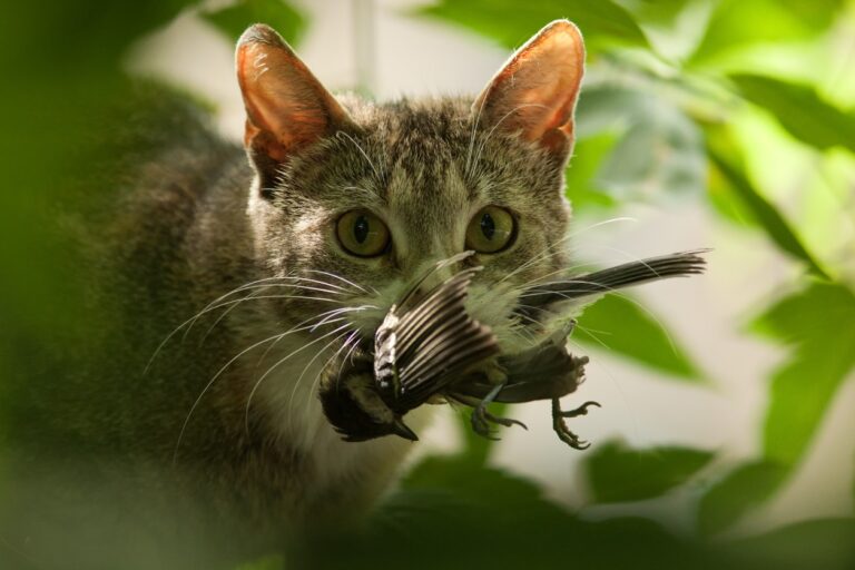 KOMMER KATTEN DIN HJEM MED JAKTBYTTER?