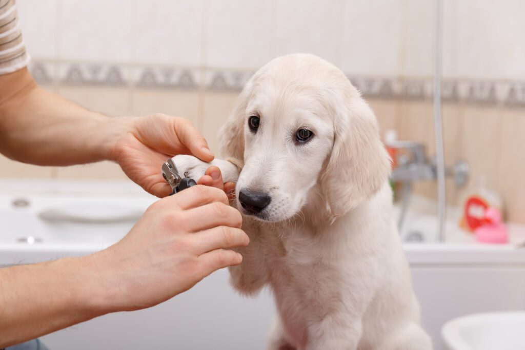 Hvordan klippe klør på hunden