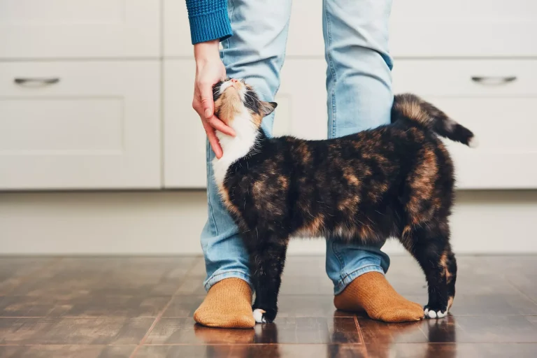 HVORDAN FÅ KATTEN TIL Å TRIVES?