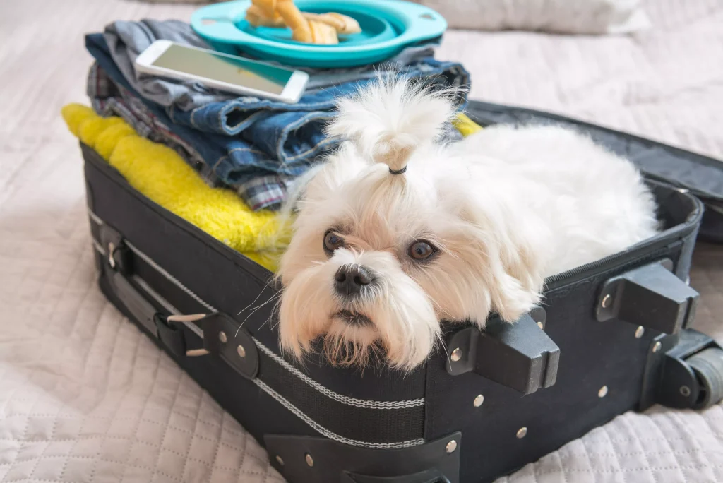 Hva skjer på flyplassen når du flyr med hund?