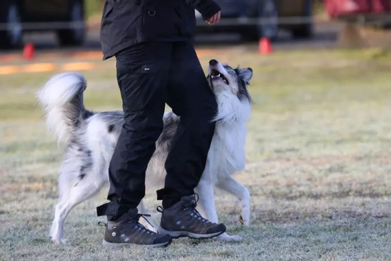 ​KLIKKERTRENING MED HUND