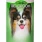 Bio Groom Ear Powder 24g