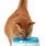 Vannfontene Catit Small 2L
