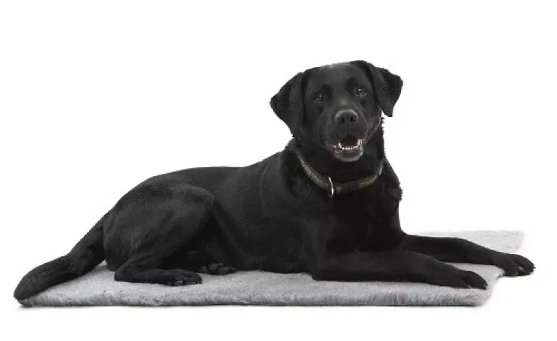 BUSTER Vet Bed Anti-slip grå