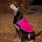 Refleksvest Rex Rosa
