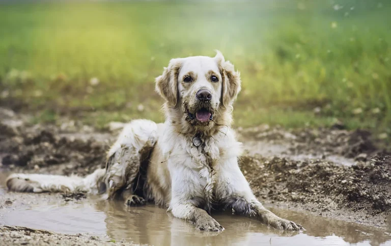 ​Ren hund etter tur i ruskevær på 1-2-3!