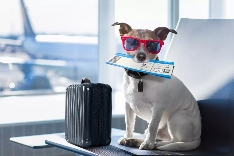 SKAL HUNDEN DIN PÅ FLYTUR?