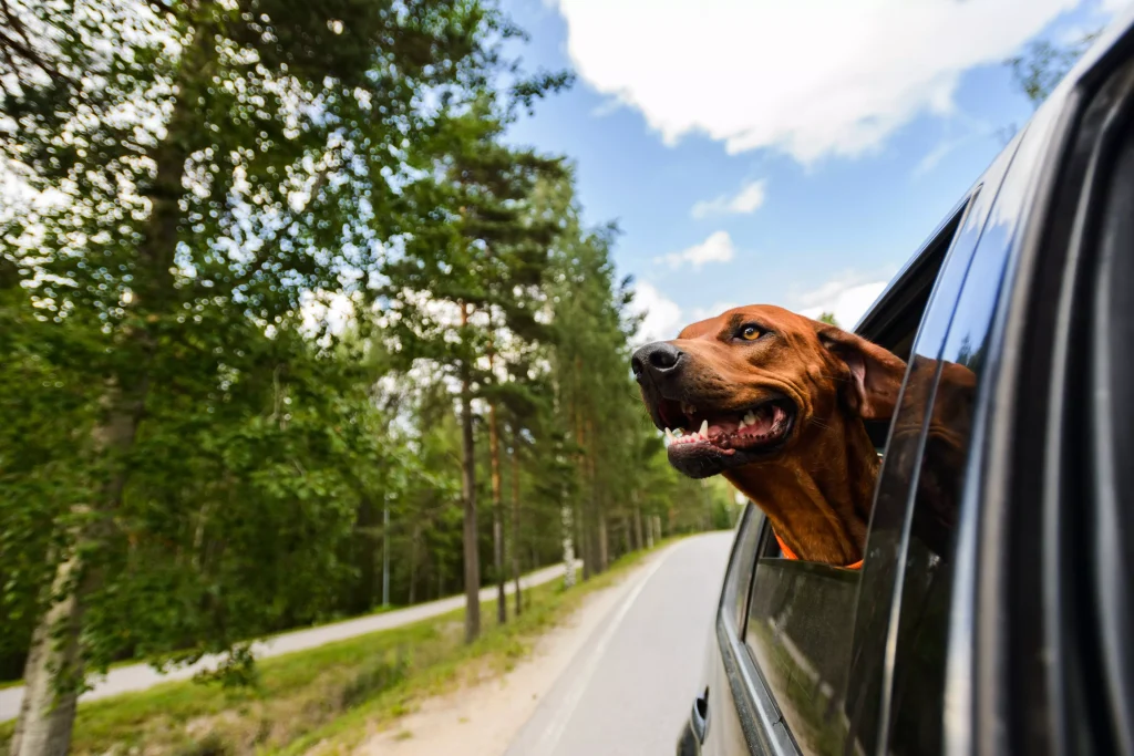Sikkerhetssele til hund