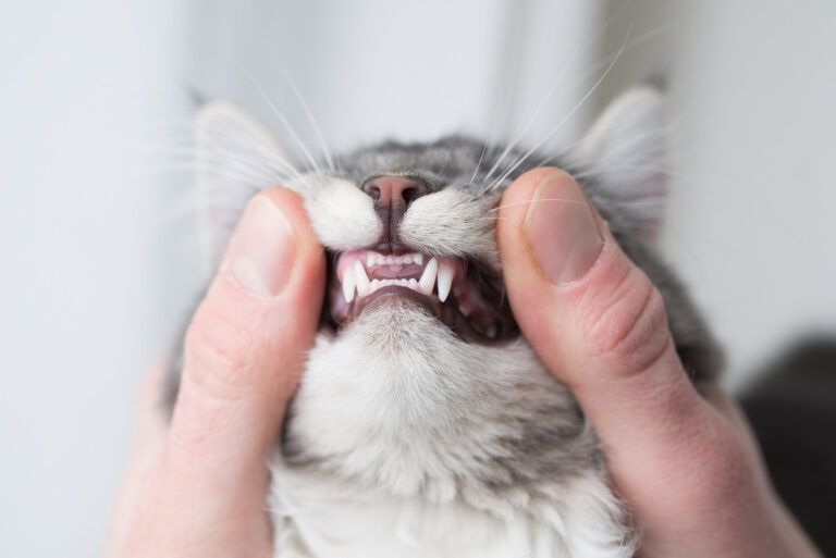 HVORDAN MOTVIRKE TANNPROBLEMER HOS KATT?
