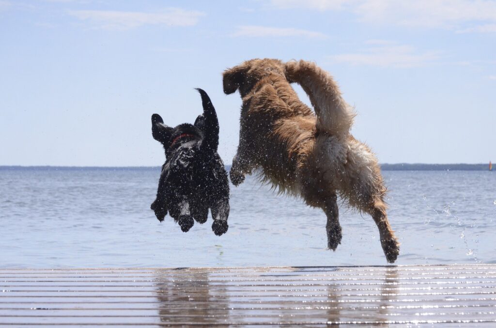 HUND SOM IKKE LIKER Å BADE?