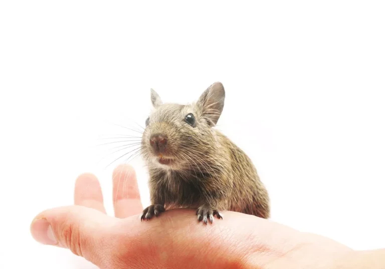 DEGUS BAKGRUNN, MILJØ OG FORING