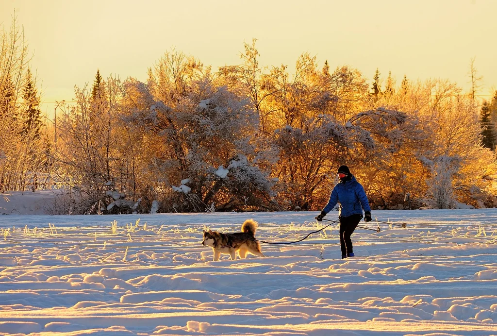 skitur med hund