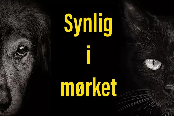 Refleks og lys til hund og katt