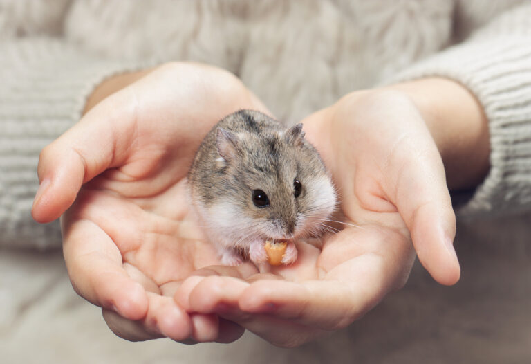 HVA DU BØR VITE FØR DU FÅR EN HAMSTER I HUS