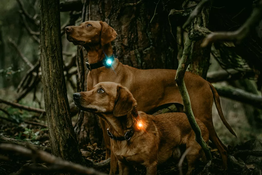 velge riktig refleks og lys til din hund