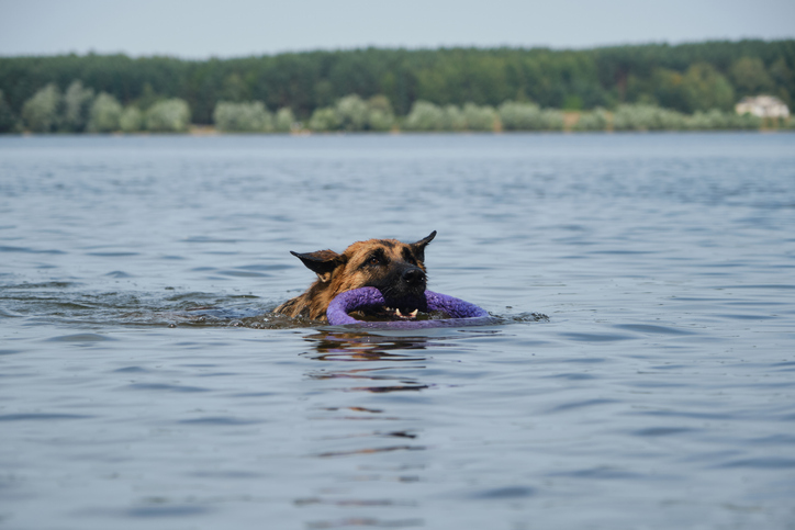 hund som svømmer med flyteleke i munnen