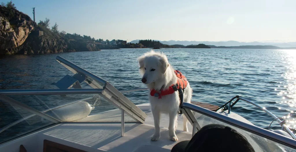båttur med hund