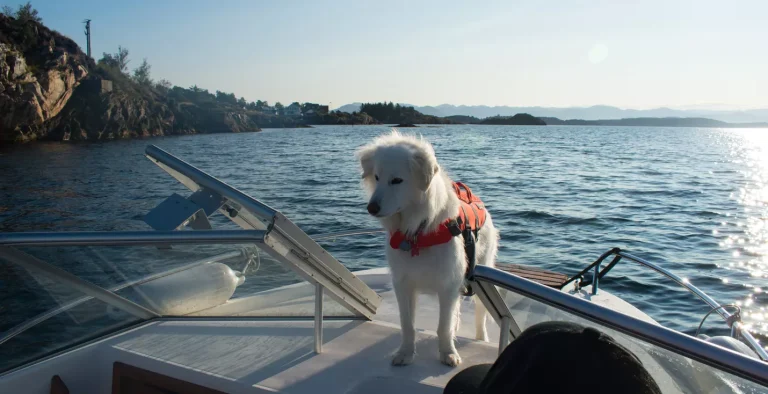 båttur med hund