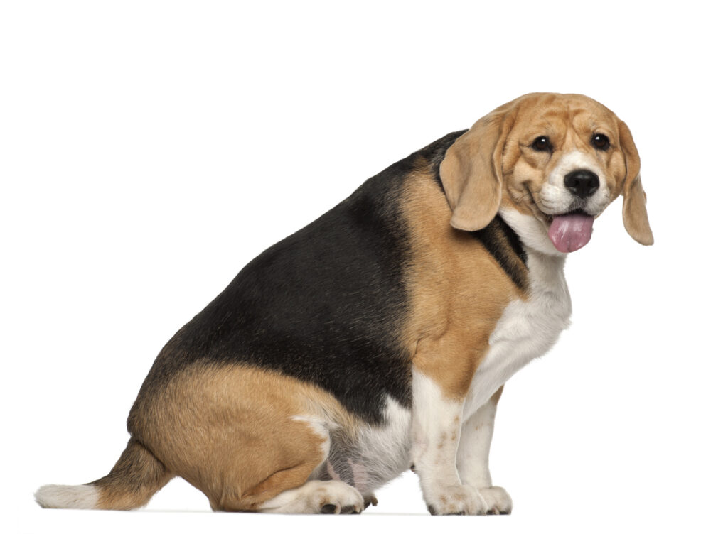 overvekt hos hund