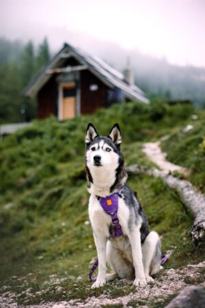 v02_574B0203A7D4ED1982D0E2287713C9CB v02_574B0203A7D4ED1982D0E2287713C9CB