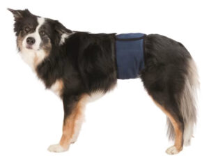 Markeringsbånd til hannhund