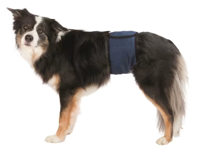 Markeringsbånd til hannhund