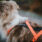 rush_harness_feature_5