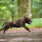 rush_harness_setting_4