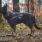 trekking_dog_raincoat_setting_4