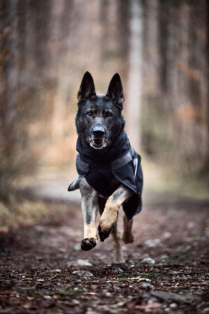trekking_dog_raincoat_setting_5 trekking_dog_raincoat_setting_5