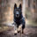trekking_dog_raincoat_setting_5