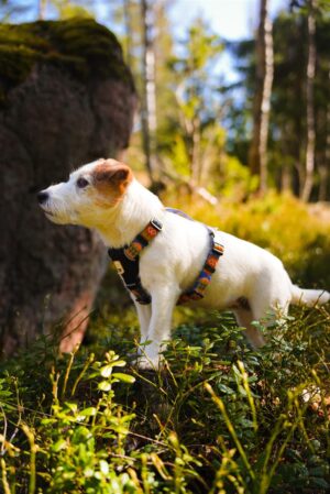 v02_362D85AD3E65BF9C2DC62DDB5B0A0918-2 v02_362D85AD3E65BF9C2DC62DDB5B0A0918-2