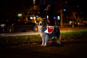 adventureaussiescz 2 adventureaussiescz 2