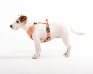 v02_8891377DBB3B40C1EE45F5AC94D76294 v02_8891377DBB3B40C1EE45F5AC94D76294