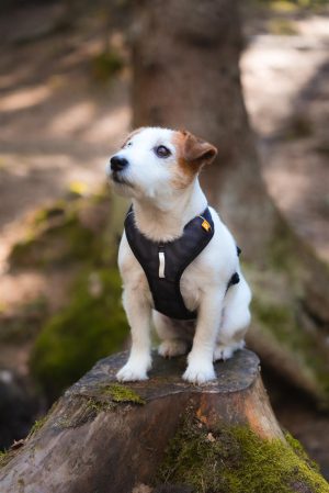 v02_C18D6029B4DEE3AE2C2D4A87DC726741 v02_C18D6029B4DEE3AE2C2D4A87DC726741