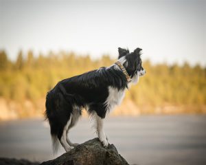 v02_8901FD98839A90988817CA2155378AFC-2 v02_8901FD98839A90988817CA2155378AFC-2