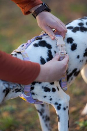 v02_F0B68D96F7ECB4EBCB8B0809D1D0E3BB v02_F0B68D96F7ECB4EBCB8B0809D1D0E3BB