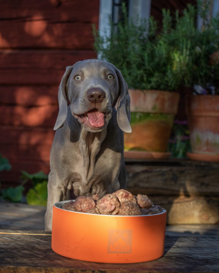 MUSH vs Vom hundemat – hvilken råmat passer din hund?